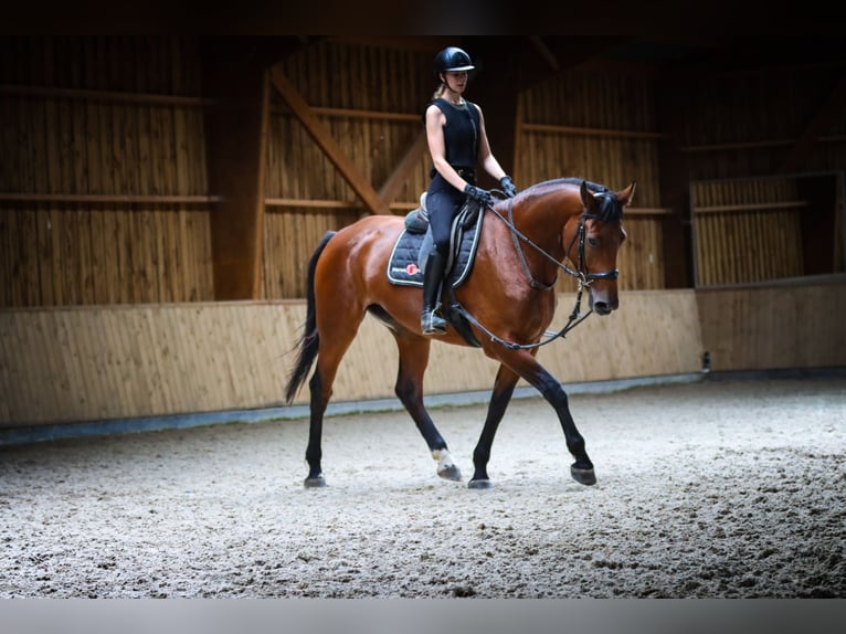 Belgisches Warmblut Stute 4 Jahre 177 cm Brauner in Zaffelare