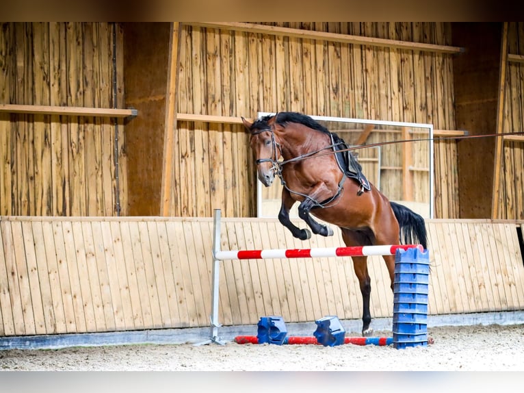 Belgisches Warmblut Stute 4 Jahre 177 cm Brauner in Zaffelare