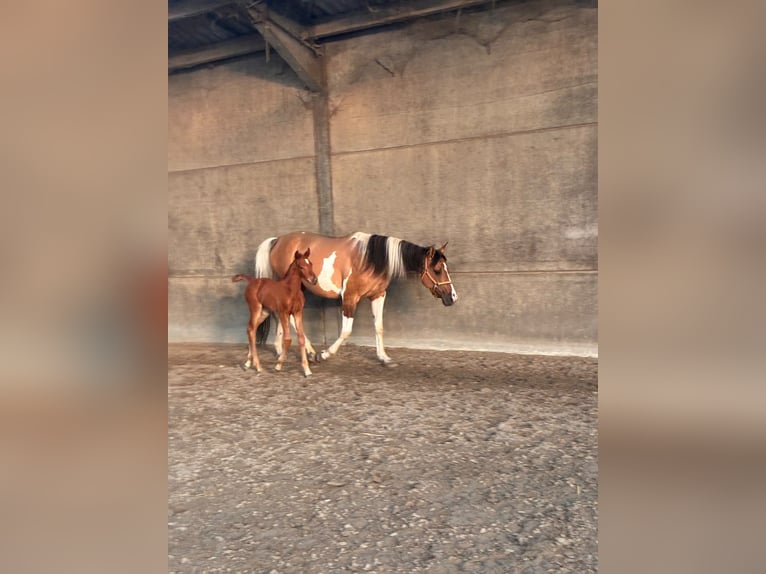 Belgisches Warmblut Stute 4 Jahre  in diksùmuide
