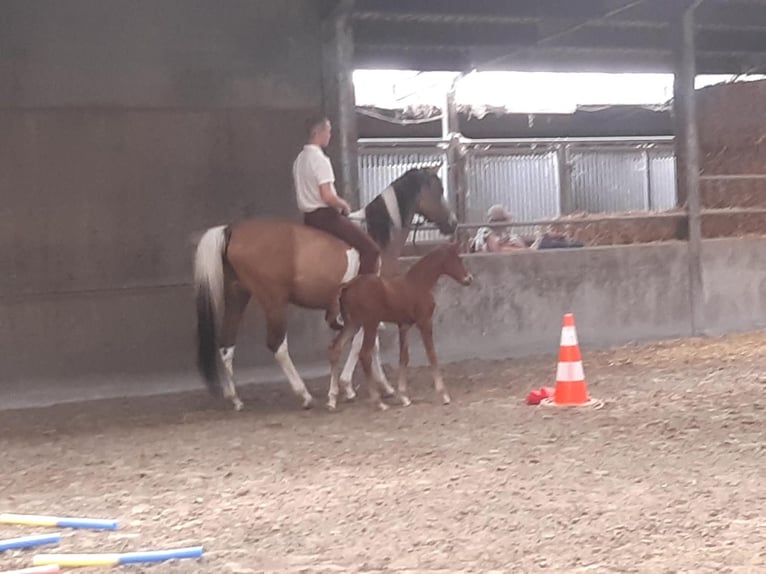Belgisches Warmblut Stute 4 Jahre  in diksùmuide