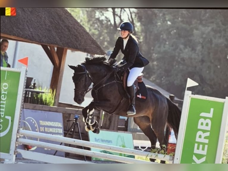 Belgisches Warmblut Stute 5 Jahre 160 cm Dunkelbrauner in MollemAsse