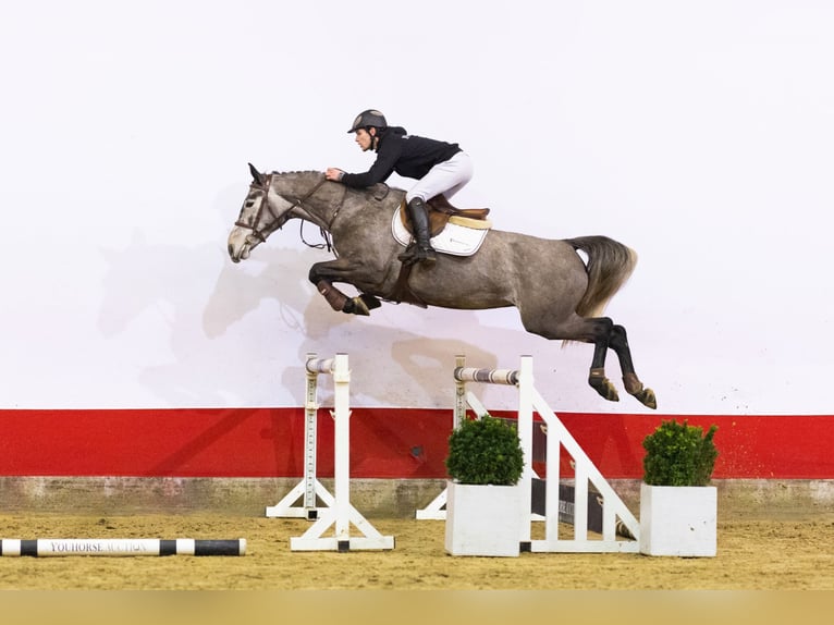 Belgisches Warmblut Stute 5 Jahre 161 cm in Waddinxveen
