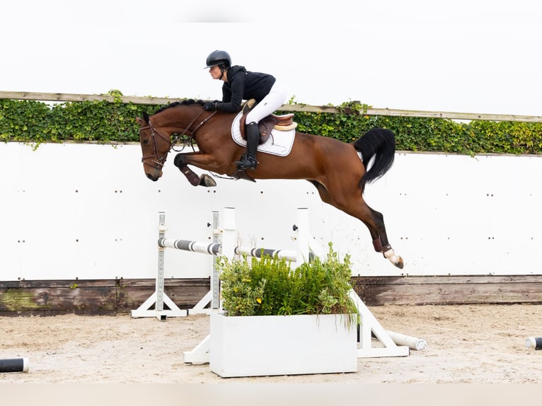Belgisches Warmblut Stute 5 Jahre 162 cm Brauner in Waddinxveen