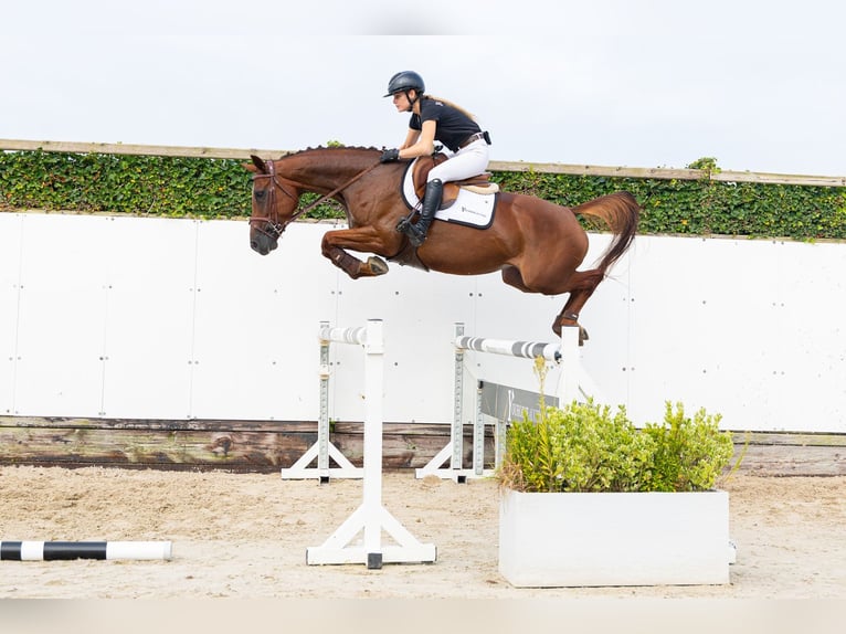 Belgisches Warmblut Stute 5 Jahre 162 cm Dunkelfuchs in Waddinxveen