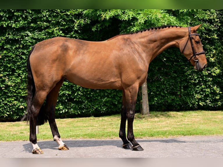 Belgisches Warmblut Stute 5 Jahre 163 cm Brauner in Bladel