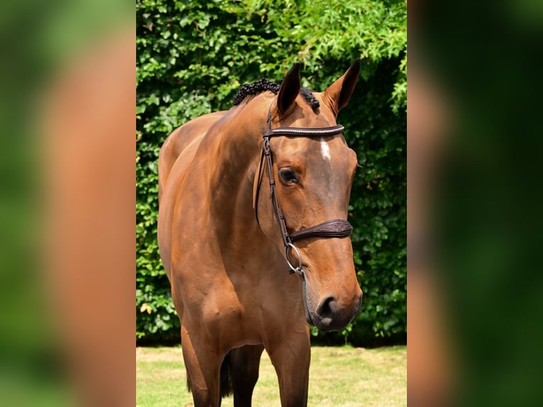 Belgisches Warmblut Stute 5 Jahre 163 cm Brauner in Bladel