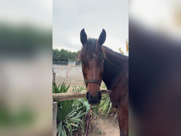 Belgisches Warmblut Stute 5 Jahre 164 cm Brauner in Vitrolles