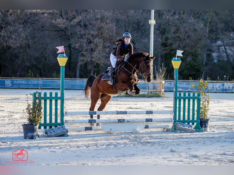 Belgisches Warmblut Stute 5 Jahre 164 cm Brauner in Vitrolles
