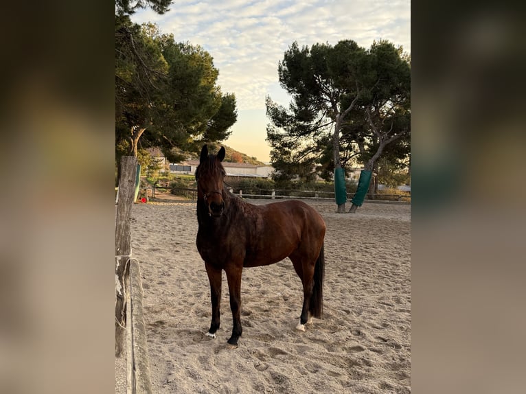 Belgisches Warmblut Stute 5 Jahre 164 cm Brauner in Vitrolles