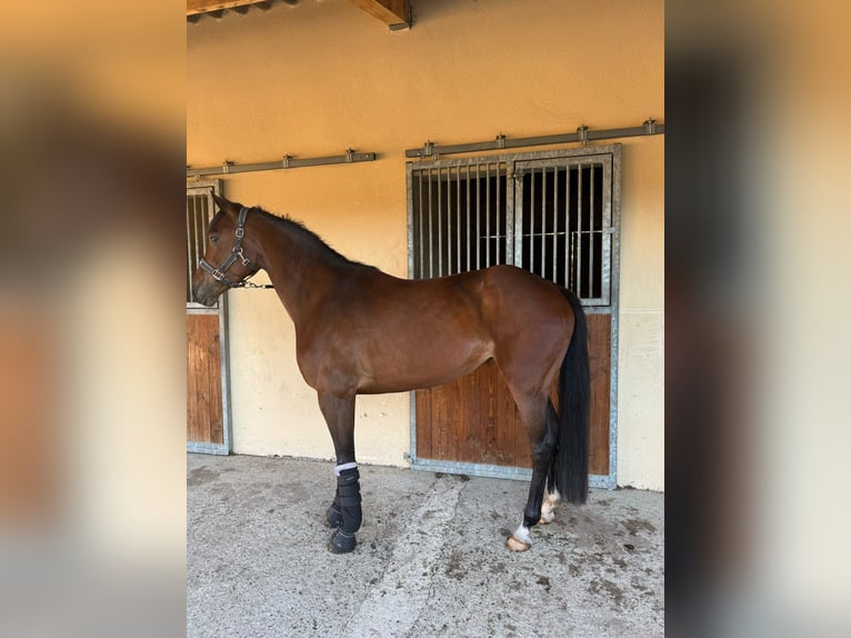 Belgisches Warmblut Stute 5 Jahre 164 cm Brauner in Vitrolles