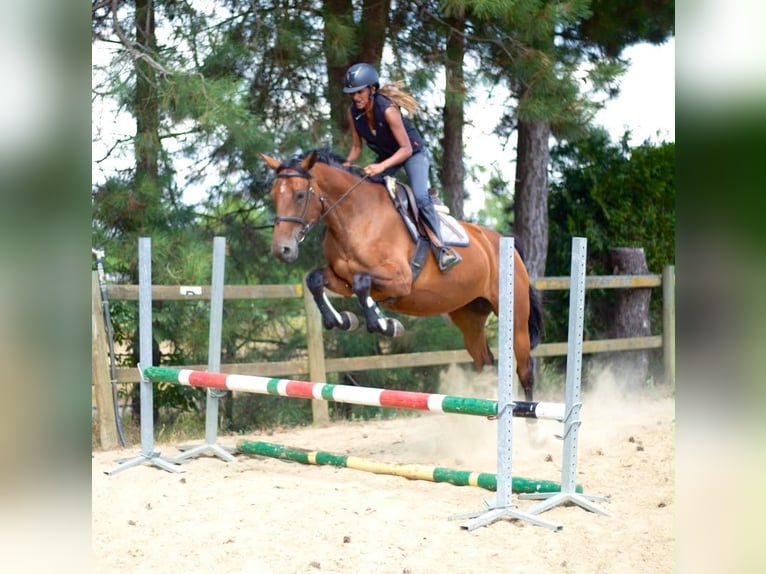 Belgisches Warmblut Stute 5 Jahre 165 cm Brauner in Bornem