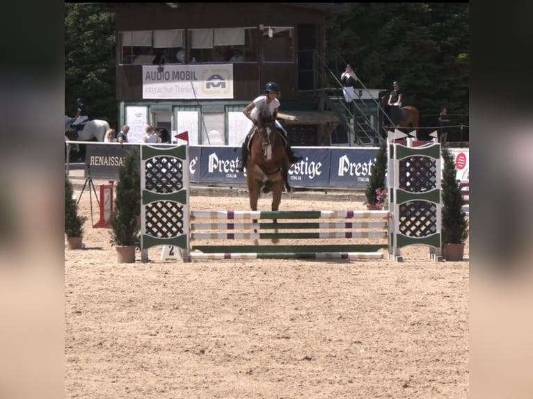 Belgisches Warmblut Stute 5 Jahre 165 cm Brauner in Wolfsthal