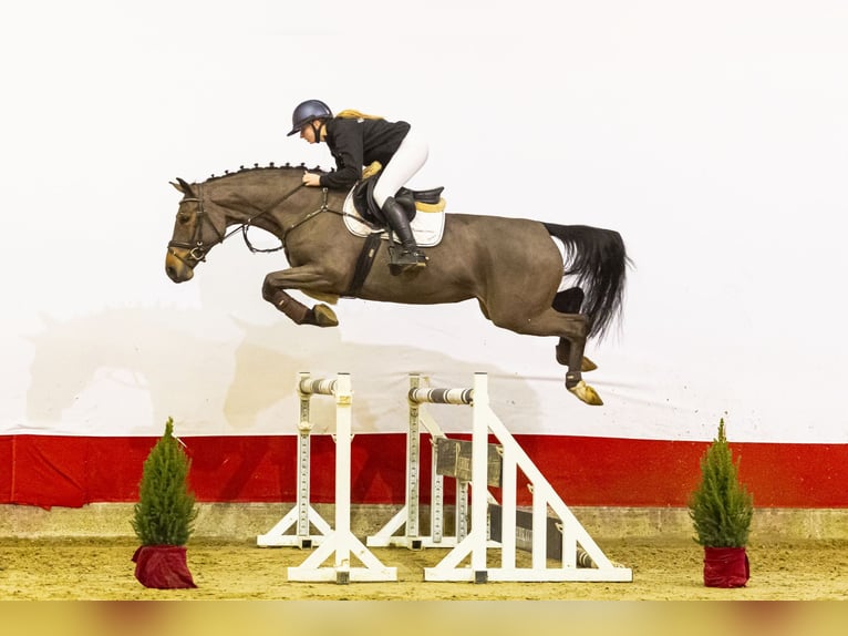 Belgisches Warmblut Stute 5 Jahre 168 cm Brauner in Waddinxveen