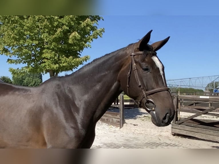 Belgisches Warmblut Stute 5 Jahre 168 cm Dunkelbrauner in Bladel