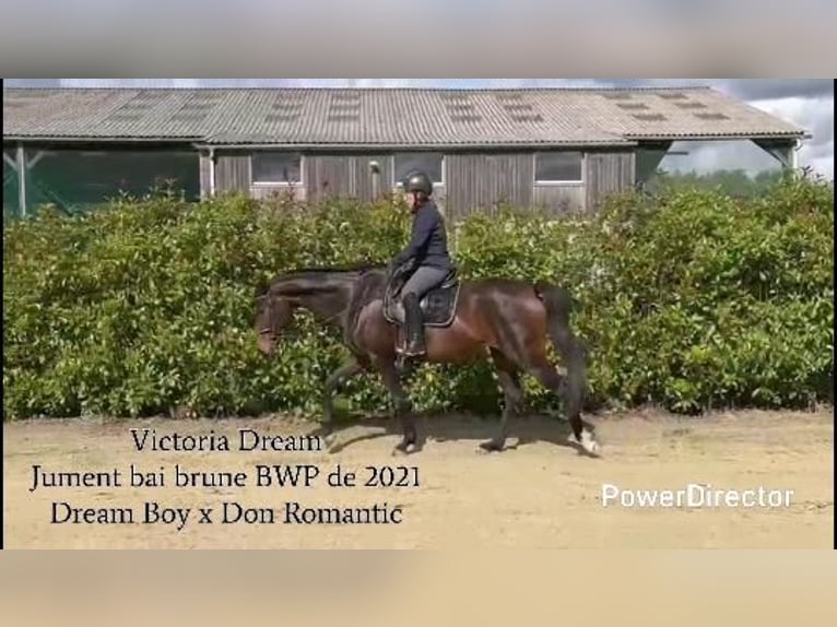 Belgisches Warmblut Stute 5 Jahre 168 cm Schwarzbrauner in Saint-Denis-en-Val