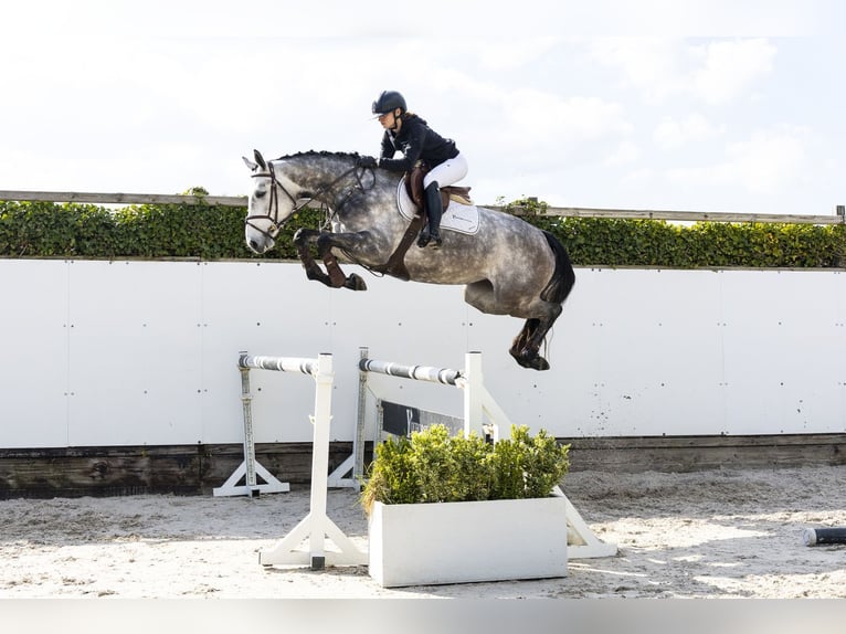 Belgisches Warmblut Stute 5 Jahre 168 cm  in Waddinxveen