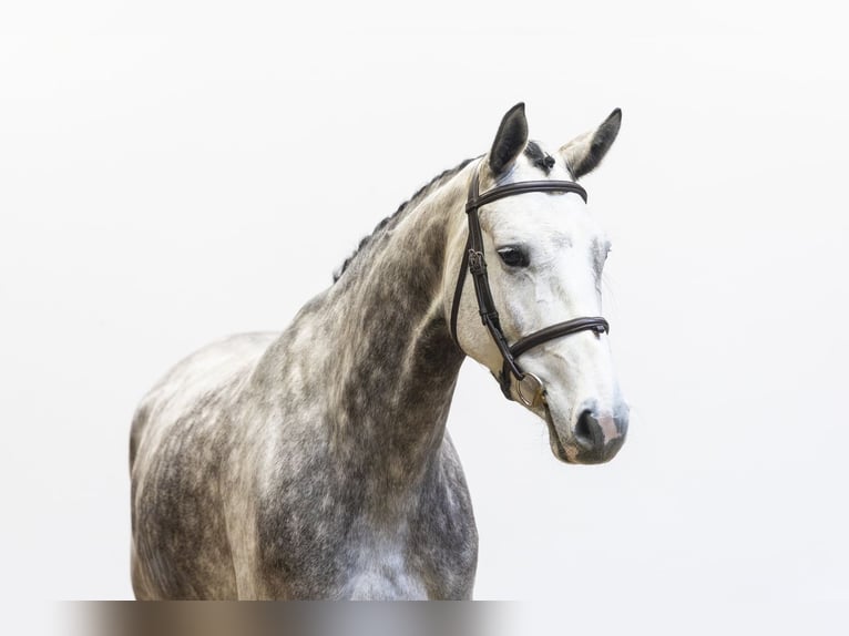 Belgisches Warmblut Stute 5 Jahre 168 cm  in Waddinxveen