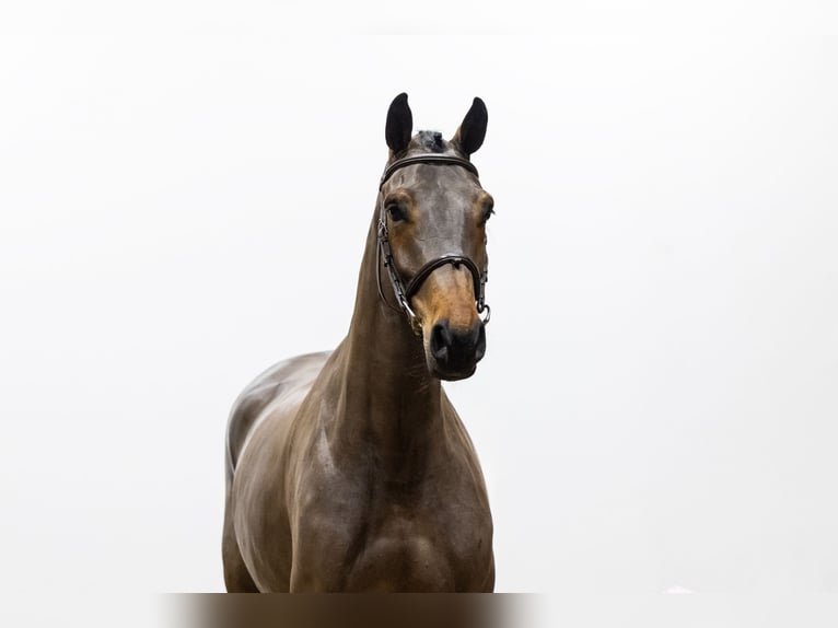 Belgisches Warmblut Stute 5 Jahre 168 cm in Waddinxveen