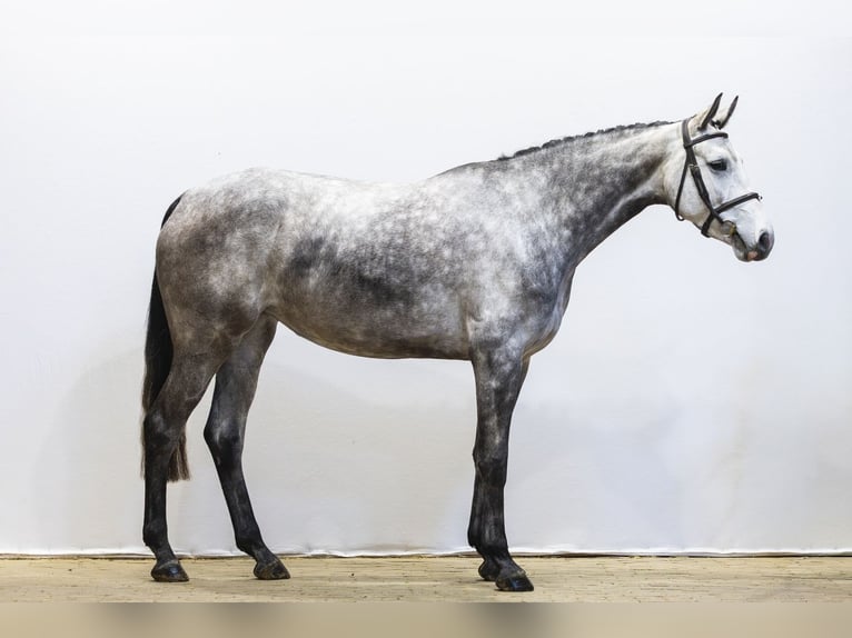 Belgisches Warmblut Stute 5 Jahre 168 cm  in Waddinxveen