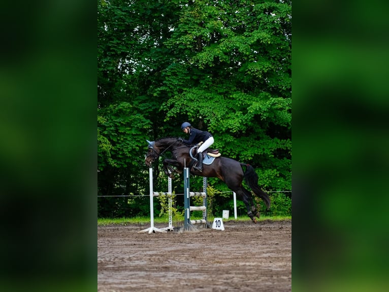 Belgisches Warmblut Stute 5 Jahre 169 cm Dunkelbrauner in Ādaži