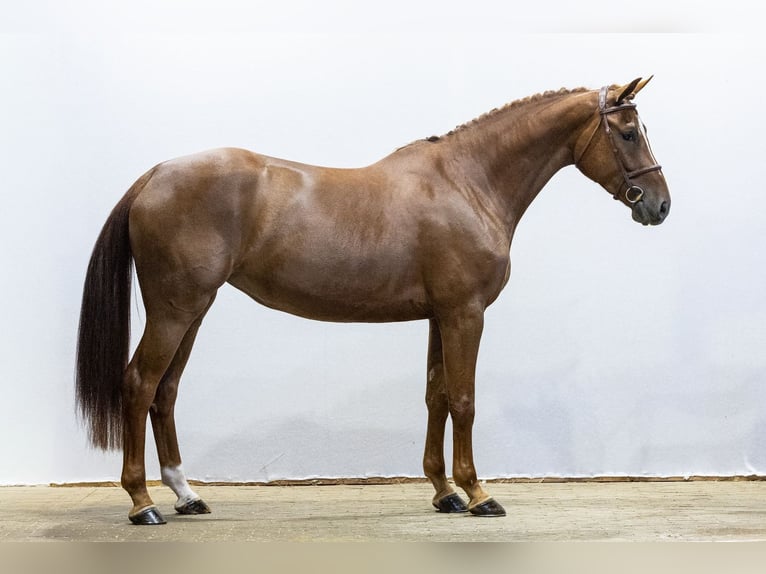 Belgisches Warmblut Stute 5 Jahre 169 cm Fuchs in Waddinxveen