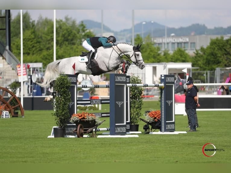 Belgisches Warmblut Stute 5 Jahre 169 cm  in Poznan