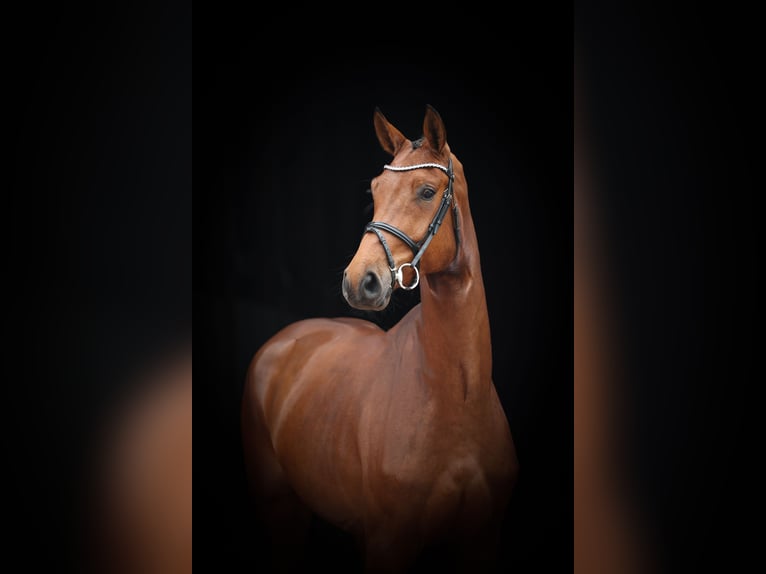 Belgisches Warmblut Stute 5 Jahre 170 cm Brauner in Lastrup