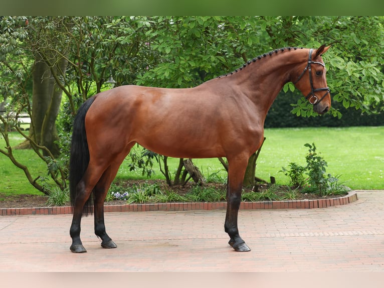 Belgisches Warmblut Stute 5 Jahre 170 cm Brauner in Lastrup