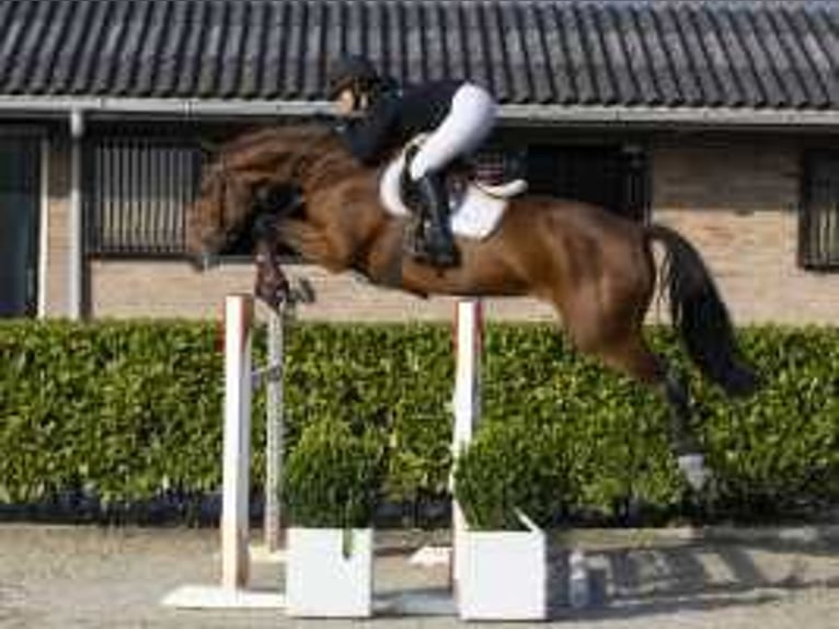 Belgisches Warmblut Stute 5 Jahre 172 cm Brauner in Waddinxveen