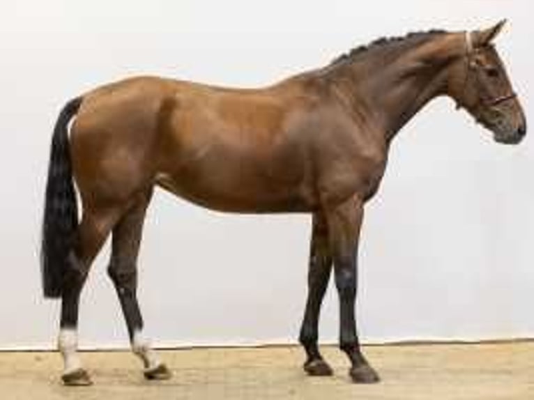 Belgisches Warmblut Stute 5 Jahre 172 cm Brauner in Waddinxveen