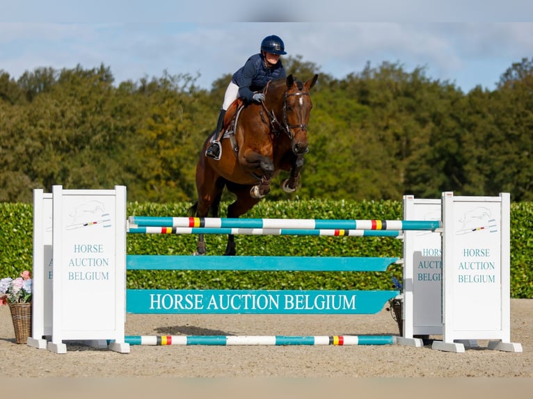 Belgisches Warmblut Stute 5 Jahre 172 cm Rotbrauner in Kinrooi