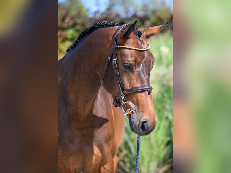 Belgisches Warmblut Stute 5 Jahre 173 cm Dunkelbrauner in Brecht
