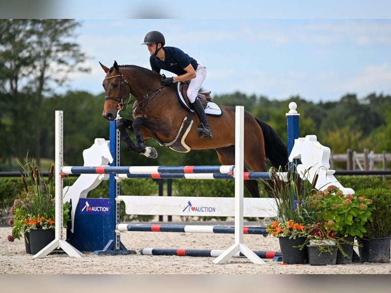 Belgisches Warmblut Stute 5 Jahre 173 cm Dunkelbrauner in Brecht