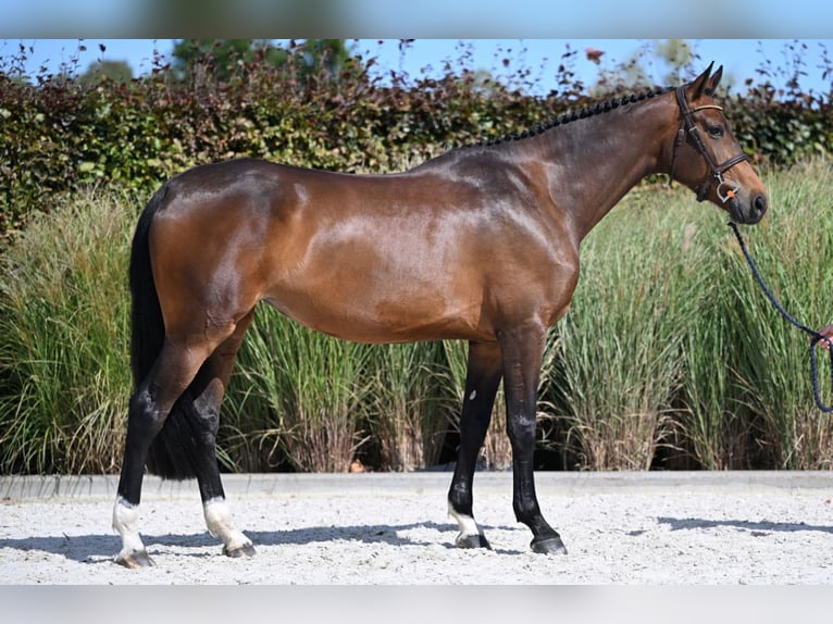 Belgisches Warmblut Stute 5 Jahre 173 cm Dunkelbrauner in Brecht