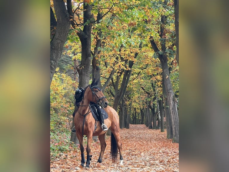 Belgisches Warmblut Stute 6 Jahre 156 cm  in Wouwse Plantage