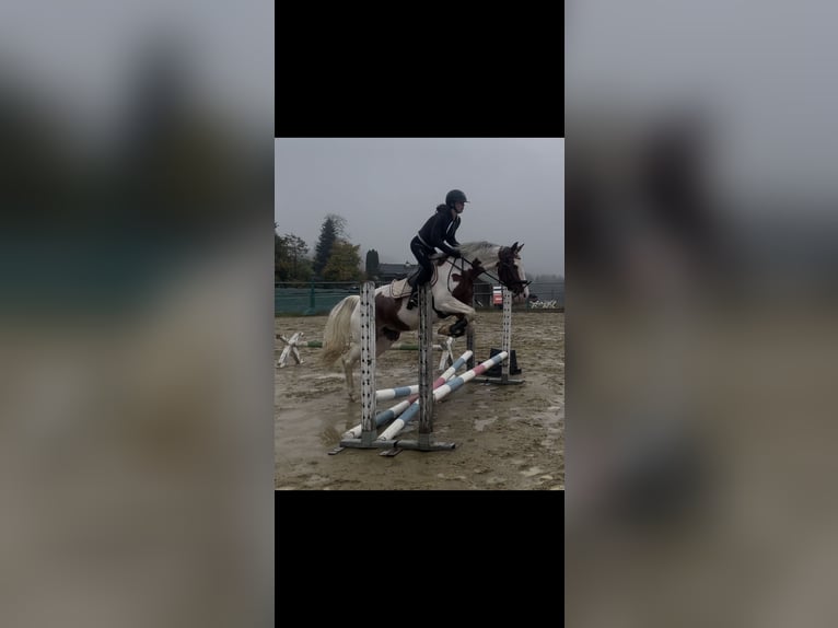 Belgisches Warmblut Stute 6 Jahre 158 cm Schecke in Wolfhalden