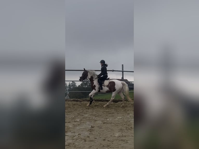Belgisches Warmblut Stute 6 Jahre 158 cm Schecke in Wolfhalden