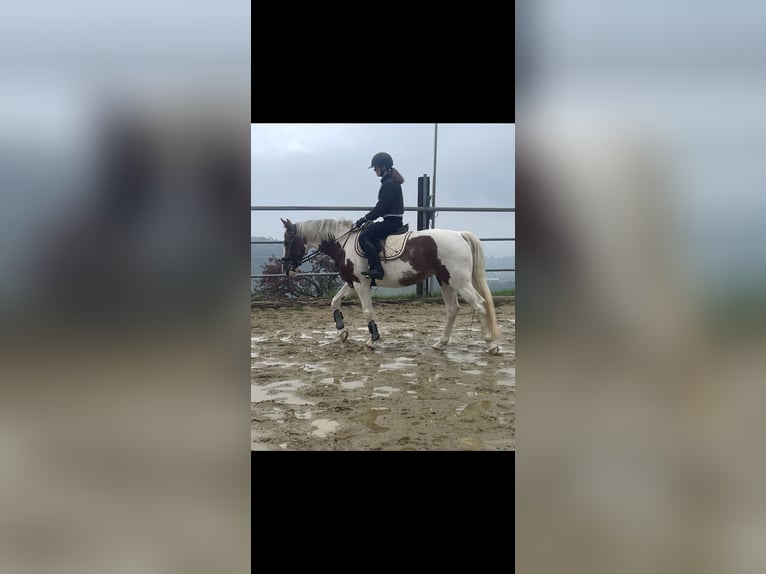 Belgisches Warmblut Stute 6 Jahre 158 cm Schecke in Wolfhalden