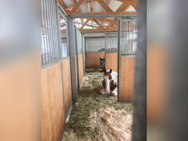 Belgisches Warmblut Stute 6 Jahre 158 cm Schecke in Wolfhalden