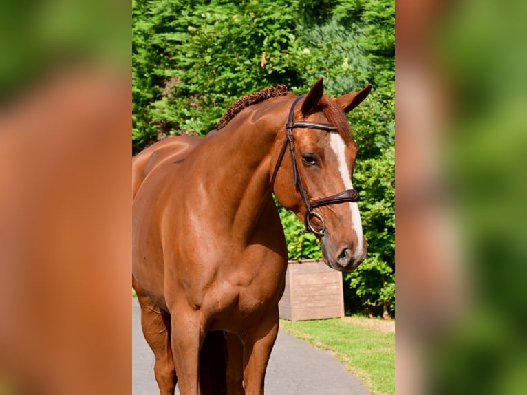 Belgisches Warmblut Stute 6 Jahre 160 cm Fuchs in Bladel