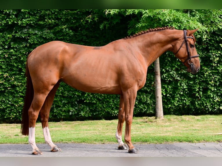 Belgisches Warmblut Stute 6 Jahre 160 cm Fuchs in Bladel