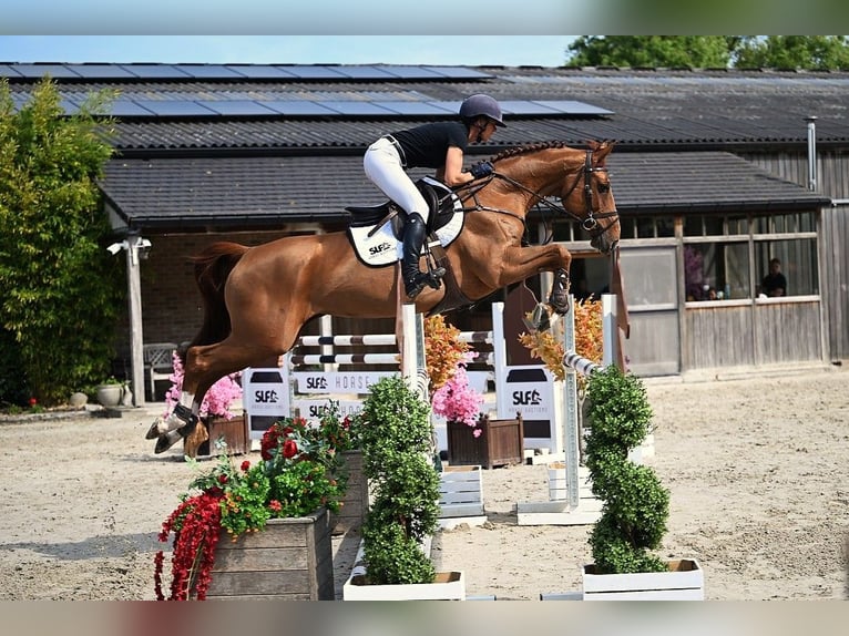 Belgisches Warmblut Stute 6 Jahre 160 cm Fuchs in Bladel