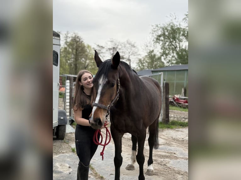 Belgisches Warmblut Stute 6 Jahre 160 cm Schwarzbrauner in Kampenhout
