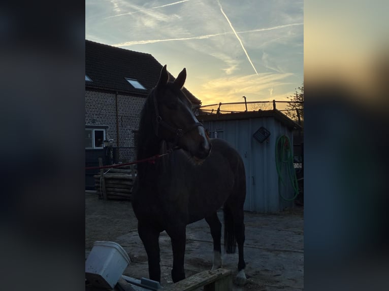 Belgisches Warmblut Stute 6 Jahre 160 cm Schwarzbrauner in Kampenhout