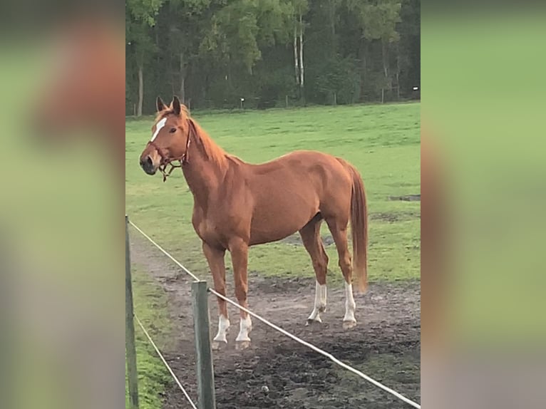 Belgisches Warmblut Stute 6 Jahre 161 cm Fuchs in Beekbergen