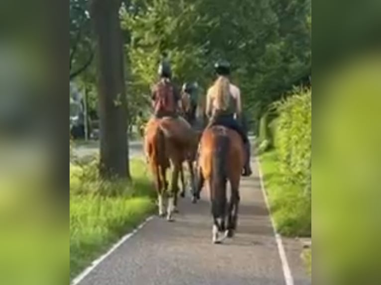 Belgisches Warmblut Stute 6 Jahre 161 cm Fuchs in Beekbergen