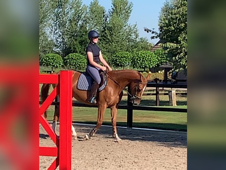 Belgisches Warmblut Stute 6 Jahre 161 cm Fuchs in Beekbergen