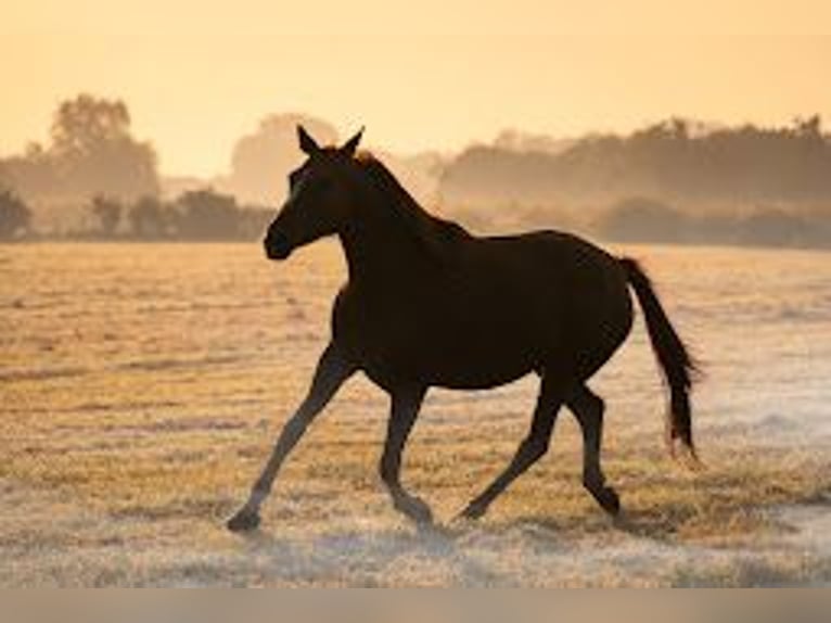 Belgisches Warmblut Stute 6 Jahre 162 cm Fuchs in Hellevoetsluis