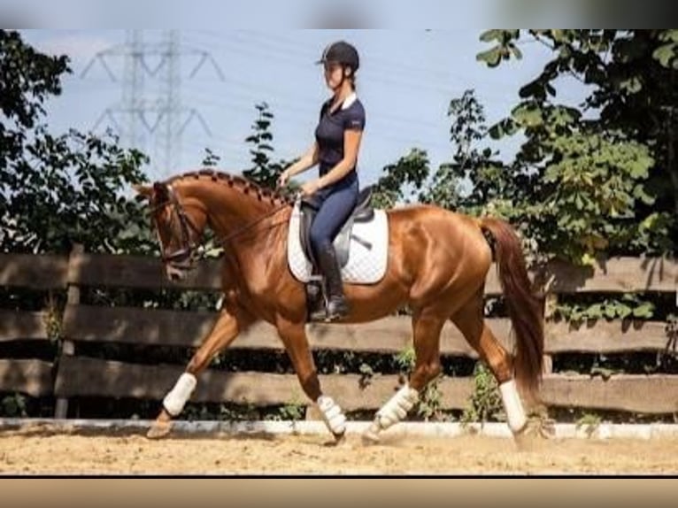 Belgisches Warmblut Stute 6 Jahre 162 cm Fuchs in Hellevoetsluis