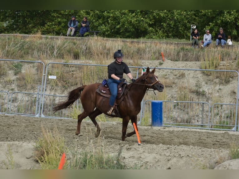 Belgisches Warmblut Stute 6 Jahre 162 cm Fuchs in Hellevoetsluis